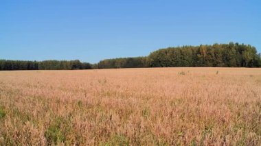 Sahne, sürdürülebilir çiftçilikte doğa ve teknoloji arasındaki uyumu vurguluyor. Eğitim, sanayi veya kırsal odaklı medya projeleri için mükemmel.