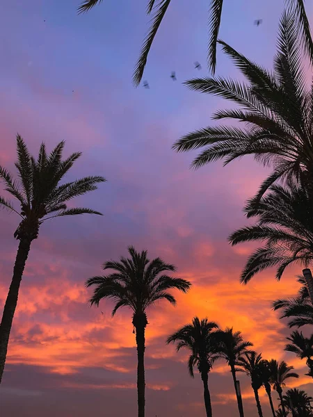 phone photography of palm trees silhouettes on tropical beach vivid pink colourful sunset in vertical orientation, as background or wallpaper from vacation. Vintage filter, Instagram look, stories.