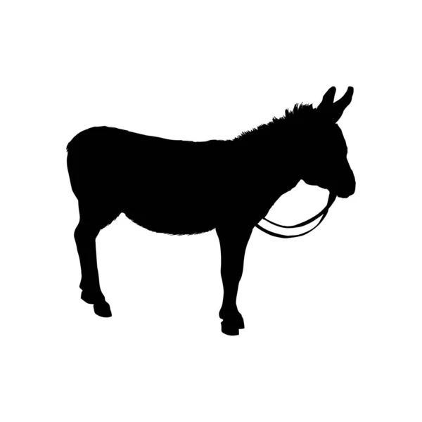 Graphic Donkey Mule Isolated White Background — Stock Vector