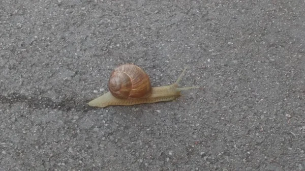 路上的蜗牛鼻涕 — 图库照片