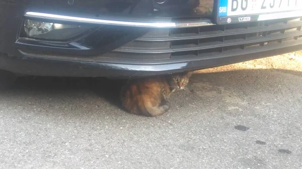 Γάτα Κάτω Από Ένα Αυτοκίνητο — Φωτογραφία Αρχείου