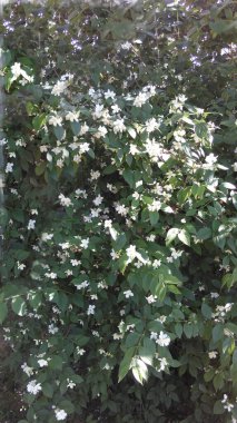 Yeşil bir çalılıkta açan beyaz çiçekler.