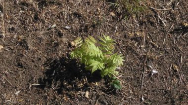 Parktaki genel bitki örtüsü