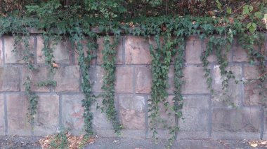 Taş bahçedeki sarmaşıklar