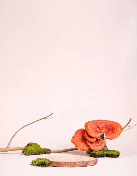 Organic products display. Natural style. wood log  pedestal with green moss on pastel background for cosmetic products