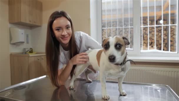 Çekici Kadın Veteriner Köpeği Kontrol Etmek Hazırlanıyor Sırtını Okşayarak Köpeğin — Stok video