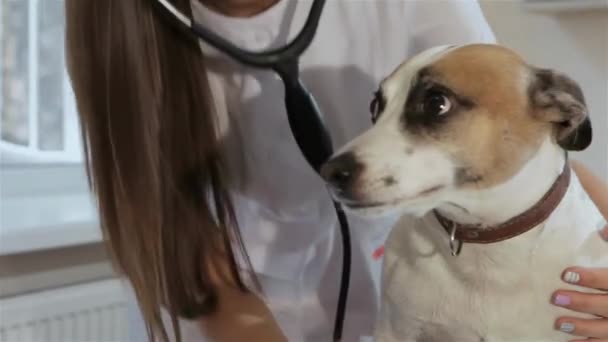 Veterinário Fêmea Atraente Verificando Respiração Cães Médico Veterinário Jovem Ouvir — Vídeo de Stock