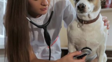 Çok kadın veteriner kliniğinde köpek yakınındaki poz. Kulaklarını stethospope earpieces ile ayakta çekici beyaz kadının kapatın. Köpeği kontrol etmek için genç kadın Veteriner bitirme