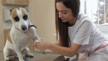 Çekici kadın Veteriner doktor köpekler bacak sarmak. Çok kadın Veteriner köpek bacak şifa. Beyaz önlük kameranın onun elinde bandaj ile gülümseyen genç beyaz kadın