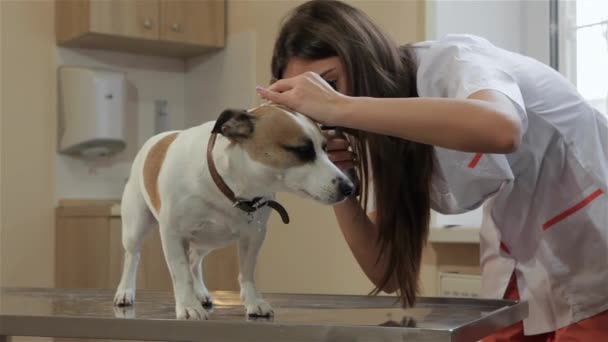 Женщина Ветеринар Помощью Медицинского Инструмента Проверить Уши Собак Красивая Женщина — стоковое видео