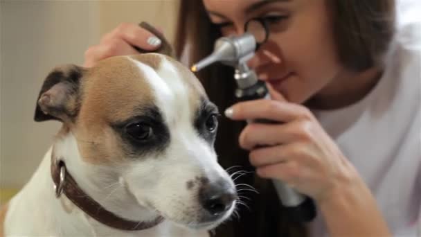 Female Veterinarian Looking Special Medical Tool Dogs Ear Young Vet — Stock Video