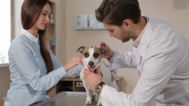Genç Erkek Köpek Veteriner Kliniğinde Kontrol Veteriner Esmer Erkek Hayvan — Stok video