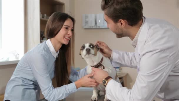 男性的兽医检查狗的牙齿 在白大衣用双手打开狗嘴的黑发男人 年轻的男性兽医医生用手触摸狗耳朵 — 图库视频影像