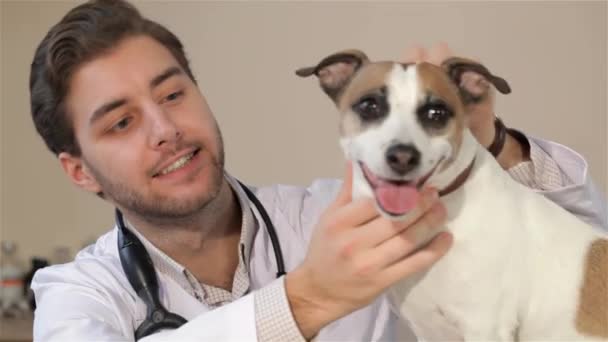 有吸引力的男性兽医看着那条狗 兽医医生附近那条狗在镜头前微笑的特写 布鲁内特的高加索人和狗望着镜头 — 图库视频影像