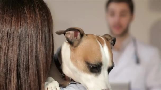 Cão Abrindo Boca Ombro Sua Dona Close Bom Cão Olhando — Vídeo de Stock