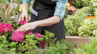 Çekici kadın çiçekçi saksının raf pembe Sardunya ile Bahçe alarak. Sarışın kadın pembe Sardunya çiçekleri çok dokunaklı. Mavi giyimli genç beyaz kadın