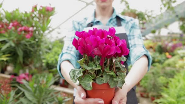 Close Female Hands Holding Flowerpot Pink Flowers Garden Centre Young — Stock Video
