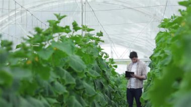 Bir adam elinde dosya olan yaprakları ve rafları yeşillik için kontrol edin. Genç Ziraat hasat izlemek. Genç çiftçilerin yetişir ve organik sebze hasat