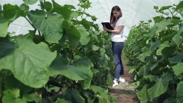 Dziewczyna Agronomist Robi Notatki Między Zielonymi Rowsgirl Agronomist Robi Notatki — Wideo stockowe