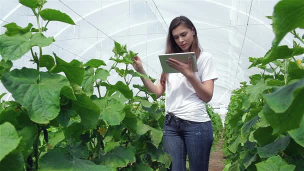 Jong Meisje Landbouwingenieur Inspecteert Bladeren Vergelijking Van Tablet Jonge Verzekeringsdeskundigen — Stockvideo