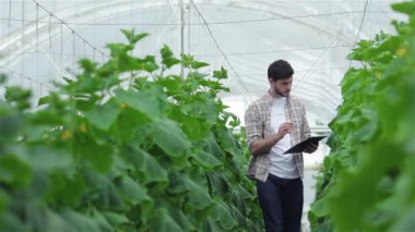 Yavaş yavaş yeşil satırlar arasında yürürken elinde dosya olan biri. Genç Ziraat hasat izlemek. Genç çiftçilerin yetişir ve organik sebze hasat