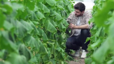 Yavaş yavaş tablet yeşil satırlar arasında oturan adam bitkiler inceleyin. Genç Ziraat hasat izlemek. Genç çiftçilerin yetişir ve organik sebze hasat