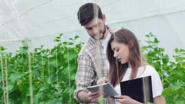 Adam bir kız sağlıklı bitkiler tablet örneği gösterir. Genç Ziraat hasat izlemek. Genç çiftçilerin yetişir ve organik sebze hasat
