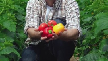 Yataklar arasında oturan adam sebze doğrudan kamera için yükseltir. Genç Ziraat hasat izlemek. Genç çiftçilerin yetişir ve organik sebze hasat