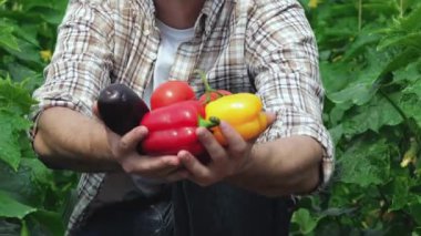 Adam doğrudan kamera için organik sebze gösterir. Genç Ziraat hasat izlemek. Genç çiftçilerin yetişir ve organik sebze hasat