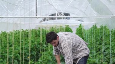 Adam çalışan sera içinde kazıyor. Genç Ziraat hasat izlemek. Genç çiftçilerin yetişir ve organik sebze hasat