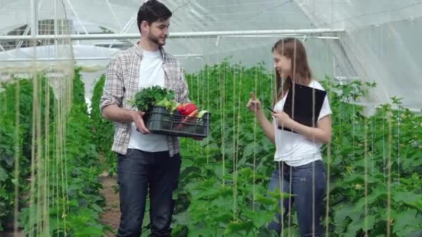 家伙收集蔬菜走近女孩农学家 年轻的农学家监测的收获 青年农民的种植和收获有机蔬菜 — 图库视频影像