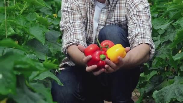 Парень Выращивает Овощи Прямо Камеру Молодые Агрономы Следят Урожаем Молодые — стоковое видео
