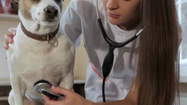 Kendini adamış bir kadın veteriner, parlak bir klinikte uzmanlığını ve bakımını sergileyen bir köpeği nazikçe muayene eder. Steteskopu yerinde, köpek dişlerinin kalp atışlarını dikkatle dinliyor.