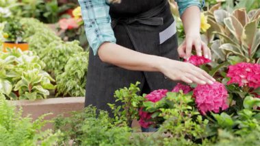 Mavi kareli gömlekli ve gri önlüklü neşeli genç bir kadın hareketli bahçe merkezinde canlı pembe bir sardunya saksısı seçiyor. Etrafı yemyeşil ve renkli çiçeklerle çevrili.