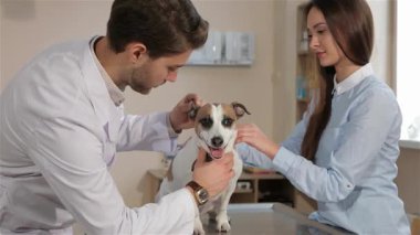 Genç bir erkek veteriner neşeli bir Jack Russell Terrier 'ın kulağını dikkatle kontrol ederken, güzel bir esmer kadın sıcak, davetkar bir veteriner kliniğinde hayvanına nazikçe güvence veriyor. Sahne ışıl ışıl