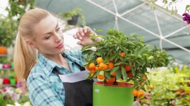 Çekici, genç, sarışın bir çiçekçi, yemyeşil alanda parıldayan canlı portakallarını incelediği zaman neşeyle ışıldıyor. Kareli gömlek ve önlük giyen bu neşeli beyaz kadın, bahçıvanlığın ruhunu temsil ediyor.