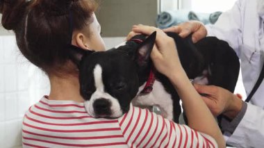 Yürek ısıtan bir sahne başlıyor. Küçük bir kız, hasta Boston Terrier köpeğini nazikçe kucaklıyor. Veteriner muayenesi sırasında perişan görünüyor. İlgili veteriner dikkatli bir şekilde köpek yavrularının sağlığını kontrol eder, sevgi ve ilgi bağını gösterir.