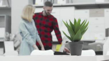 Alışverişe dalmış büyüleyici bir çift, ön planda enerjik bir aloe bitkisi bulunan modern bir mağazada moda mobilya parçalarını inceliyor. Onların ortak heyecanı ve bağlantıları sıcak bir atmosfer yaratarak bu sahneyi mükemmel bir hale getiriyor.