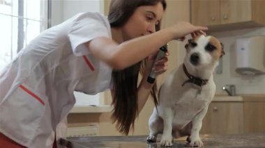 Yetenekli bir beyaz kadın veteriner bir köpek kulağını nazikçe açar ve uzmanlığını bir ENT aleti ile gösterir. Sahne, özenli veterinerle melez köpek arasındaki bağı yakalıyor ve sakin ve profesyonel bir atmosferi ön plana çıkarıyor.