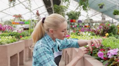 Odaklanmış genç bir bayan çiçekçi, dalgalı sarı saçlı, renkli bir çiçek tarhının yanında diz çöker, canlı çiçekleri ve gür yaprakları incelikle inceler. Şık bir önlük giyen bu çekici beyaz kadın yaratıcılığı ve tutkuyu somutlaştırıyor.