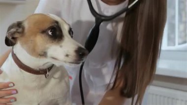 Kendini adamış bir kadın veteriner, uzmanlığını ve merhametini göstermek için köpeklerin nefesini nazikçe kontrol eder. Yakından bakınca, steteskop elinde, parlak klinikteki özenli köpek dişiyle sıcak bir bağ kuruyor.