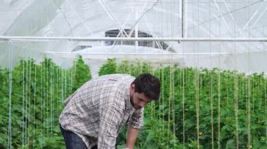 Ekose gömlek ve eldiven giymiş odaklanmış genç bir adam gelişen organik sebzelerle dolu yemyeşil bir seranın zengin toprağını kazıyor. Yeşil bitkilerle çevrili, sürdürülebilir çiftçilik ruhunu somutlaştırıyor, toprağı besliyor.