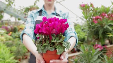 Çimenli bir bahçe merkezinde, kareli gömlek ve gri önlüklü beyaz bir kadın göz kamaştırıcı pembe çiçeklerle dolu canlı bir saksı tutuyor. Bu büyüleyici sahne sıcaklığı ve cazibeyi yansıtıyor, izleyicileri doğanın güzelliğini takdir etmeye davet ediyor.