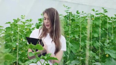 Elinde bir pano olan odaklanmış genç bir tarım uzmanı seradaki canlı çiçek sıralarını dikkatle değerlendiriyor. Bu kendini adamış çiftçi organik sebzeler dünyasına dalmış, salatalık ve salatalık gibi taze ürünlerin bol miktarda hasat edilmesini sağlıyor.