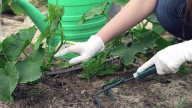 Yakından bakıldığında, eldivenli elleri, verimli topraklarda canlı yeşil bitkiler yetiştirmek için bir bahçe aletini ustalıkla yakalıyor. Bu sahnede, genç tarım uzmanlarının organik sebzeler yetiştirip bol bol hasat yapmalarını sağlayarak kendilerini adadıkları gösteriliyor.