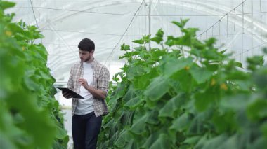 Bir pano ile kendini adamış genç bir tarım uzmanı canlı yeşil bitkiler arasında dikkatle yürüyor ve optimal büyüme sağlıyor. Bu sahne, sürdürülebilir çiftçiliğin özünü yansıtıyor. Salatalık gibi organik sebzelerin yetiştiği yer.