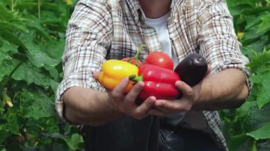 Neşeli genç bir tarım uzmanı doğrudan kameraya biber ve patlıcan da dahil olmak üzere taze toplanmış organik sebzelerden oluşan renkli bir seçimi gururla sunar. Bir serada yemyeşil ile çevrili olan bu sahne,