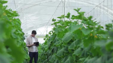 Odaklanmış genç bir tarım uzmanı canlı yeşil yaprakları dikkatle inceliyor ve düzgünce düzenlenmiş serpilen bitki koridorlarını inceliyor. Bu kendini adamış çiftçi, parlak, güneşli bir serada verimli bir hasat sağlamak için organik sebzeler yetiştirmeye kendini adamıştır.