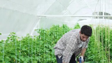 Ekose gömlek ve eldiven giymiş neşeli genç bir tarım uzmanı, parlak bir serada yemyeşil bitkilerle çevriliyken kameraya ışıldıyor. Hevesli onayı organik sebzeleri yetiştirmenin gururunu yansıtıyor.