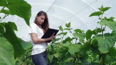 Sıradan giyinmiş odaklanmış genç bir tarım uzmanı kız gözlemlerini titizlikle parlak bir seradaki canlı yeşil salatalık bitkilerinin arasında kaydediyor. Bu sahne, organik çiftçilikte adanmışlığın ve büyümenin özünü yansıtıyor.